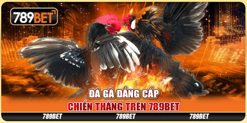 Đá Gà Đẳng Cấp, Chiến Thắng Trên Nhà Cái Trực Tuyến 789bet